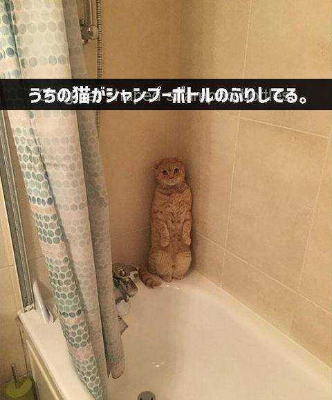 ガルちゃん猫カフェ15号店開店しました♪（初めての方も大歓迎！） 