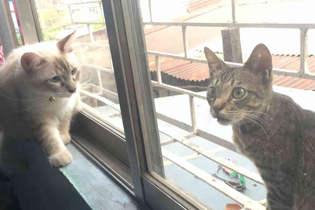 ガルちゃん猫カフェ15号店開店しました♪（初めての方も大歓迎！） 