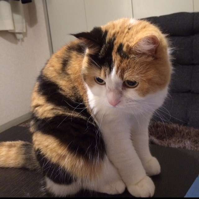 ガルちゃん猫カフェ15号店開店しました♪（初めての方も大歓迎！） 