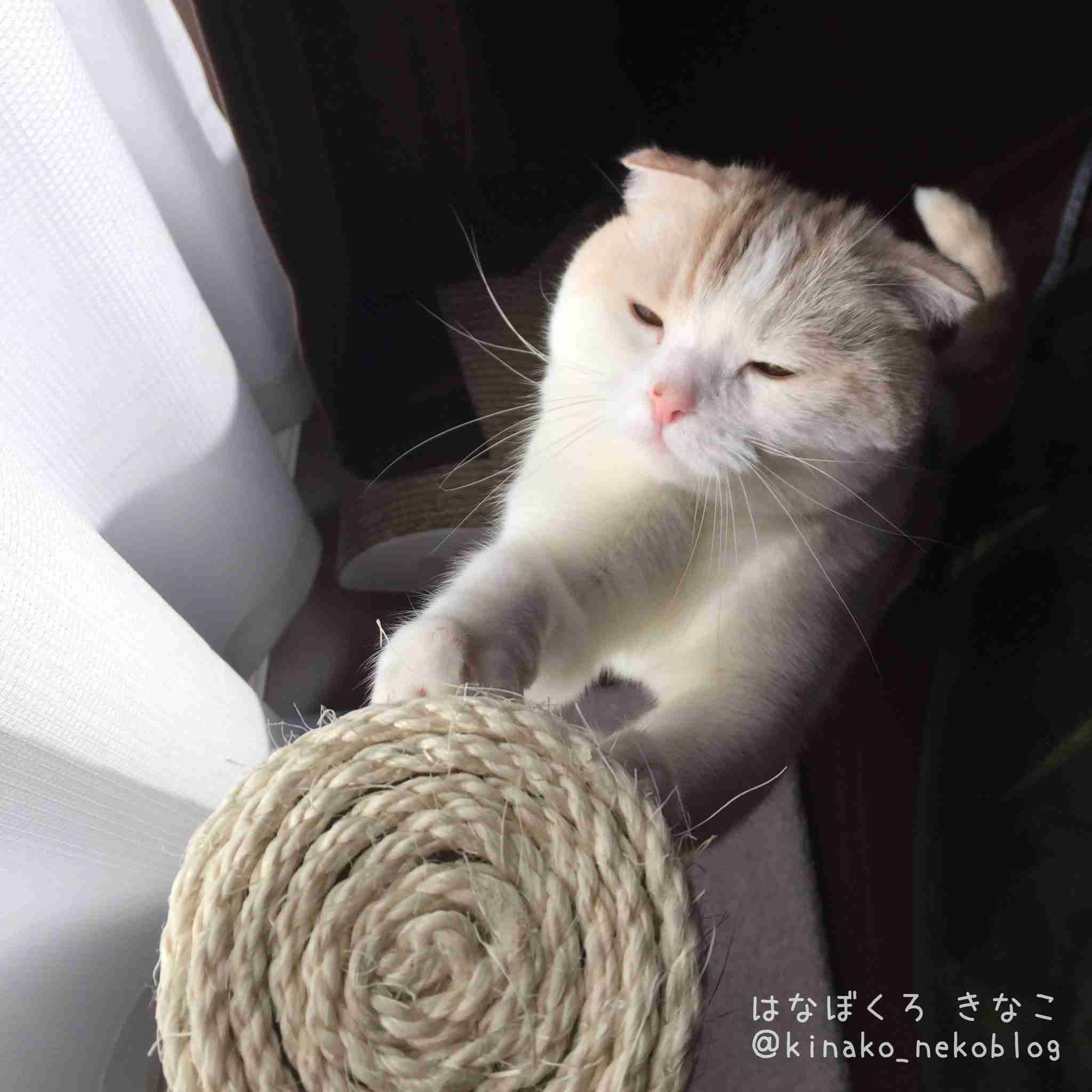 ガルちゃん猫カフェ15号店開店しました♪（初めての方も大歓迎！） 