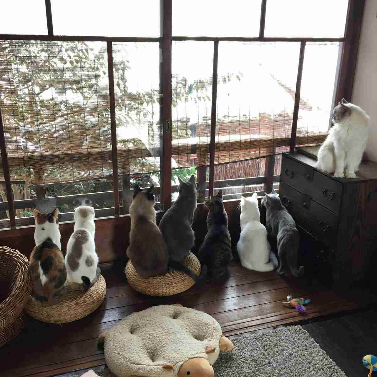 ガルちゃん猫カフェ15号店開店しました♪（初めての方も大歓迎！） 