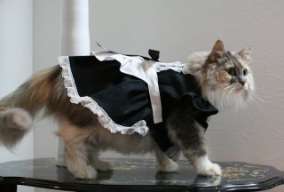 ガルちゃん猫カフェ15号店開店しました♪（初めての方も大歓迎！） 