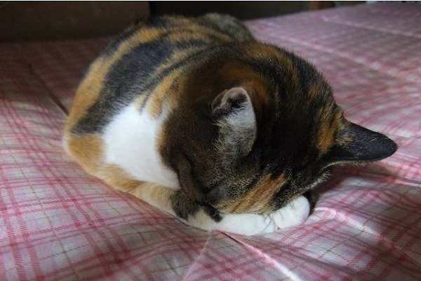 ガルちゃん猫カフェ15号店開店しました♪（初めての方も大歓迎！） 