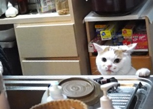 ガルちゃん猫カフェ15号店開店しました♪（初めての方も大歓迎！） 