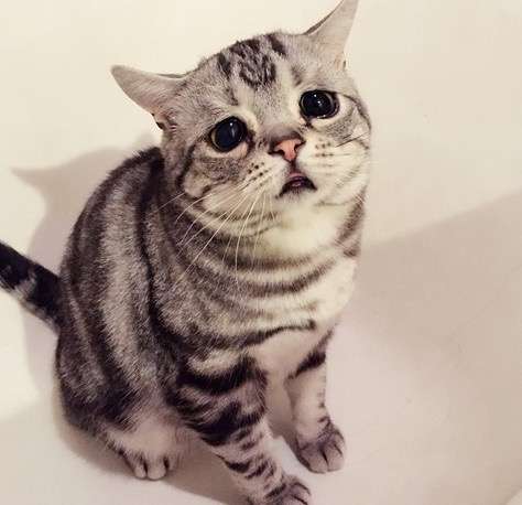 ガルちゃん猫カフェ15号店開店しました♪（初めての方も大歓迎！） 