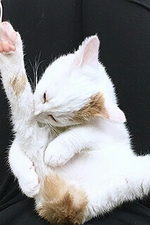 ガルちゃん猫カフェ15号店開店しました♪（初めての方も大歓迎！） 