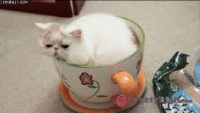 ガルちゃん猫カフェ15号店開店しました♪（初めての方も大歓迎！） 