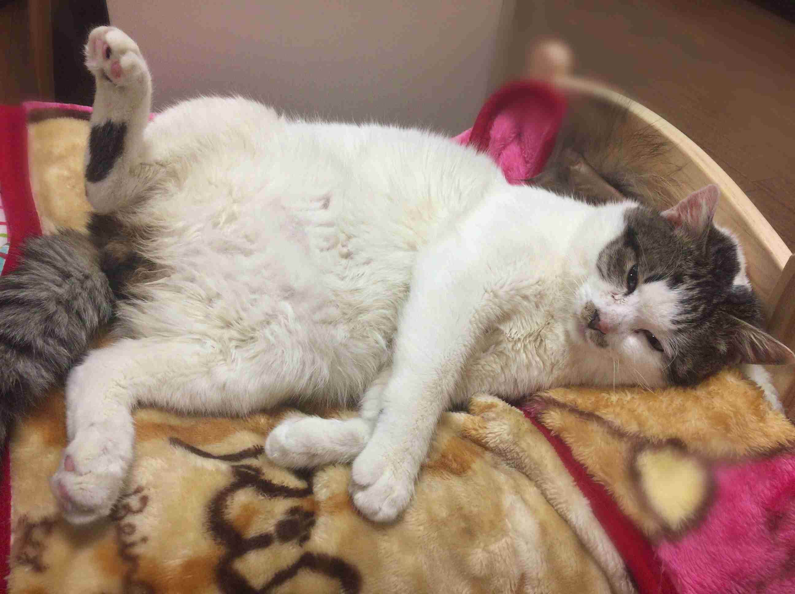 ガルちゃん猫カフェ15号店開店しました♪（初めての方も大歓迎！） 