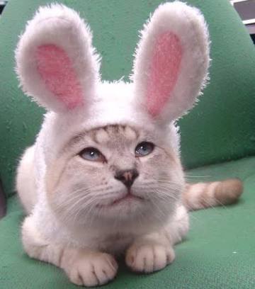 ガルちゃん猫カフェ15号店開店しました♪（初めての方も大歓迎！） 