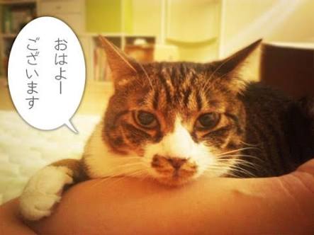 ガルちゃん猫カフェ15号店開店しました♪（初めての方も大歓迎！） 