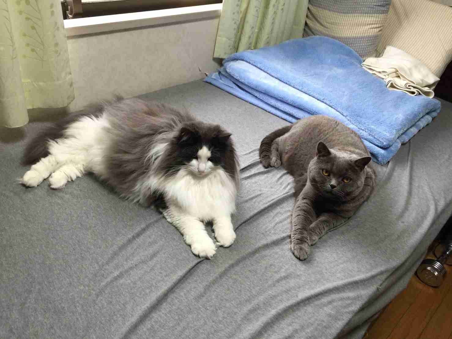 ガルちゃん猫カフェ15号店開店しました♪（初めての方も大歓迎！） 