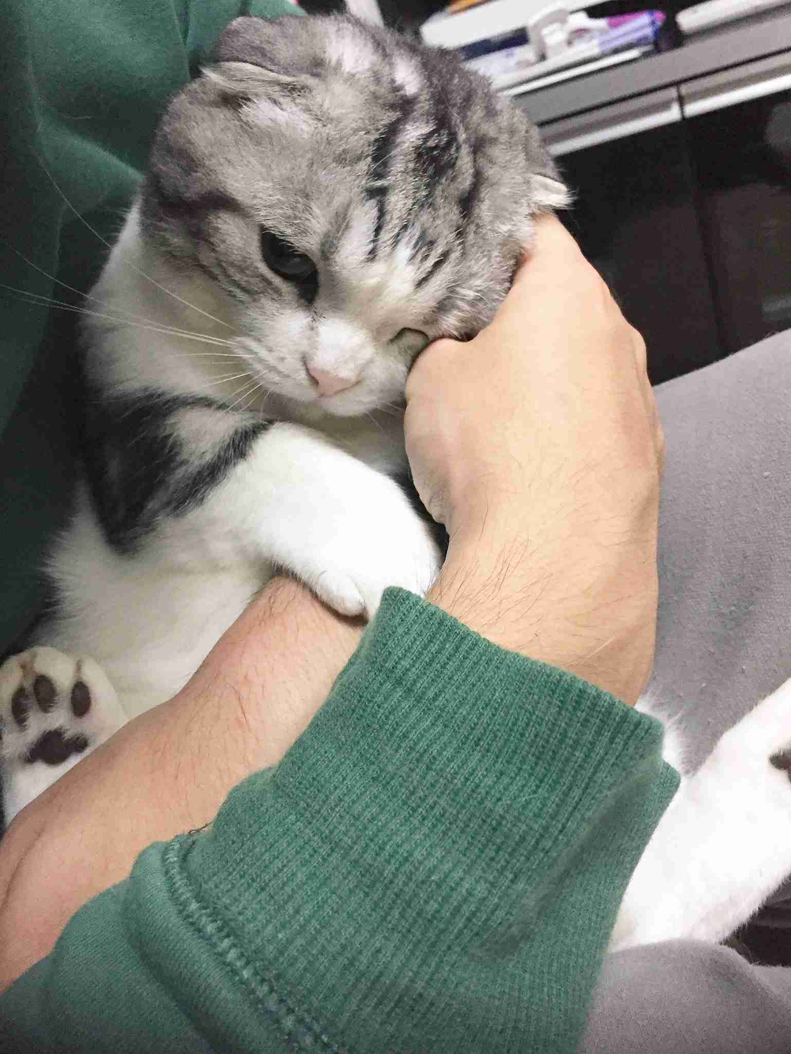 ガルちゃん猫カフェ15号店開店しました♪（初めての方も大歓迎！） 