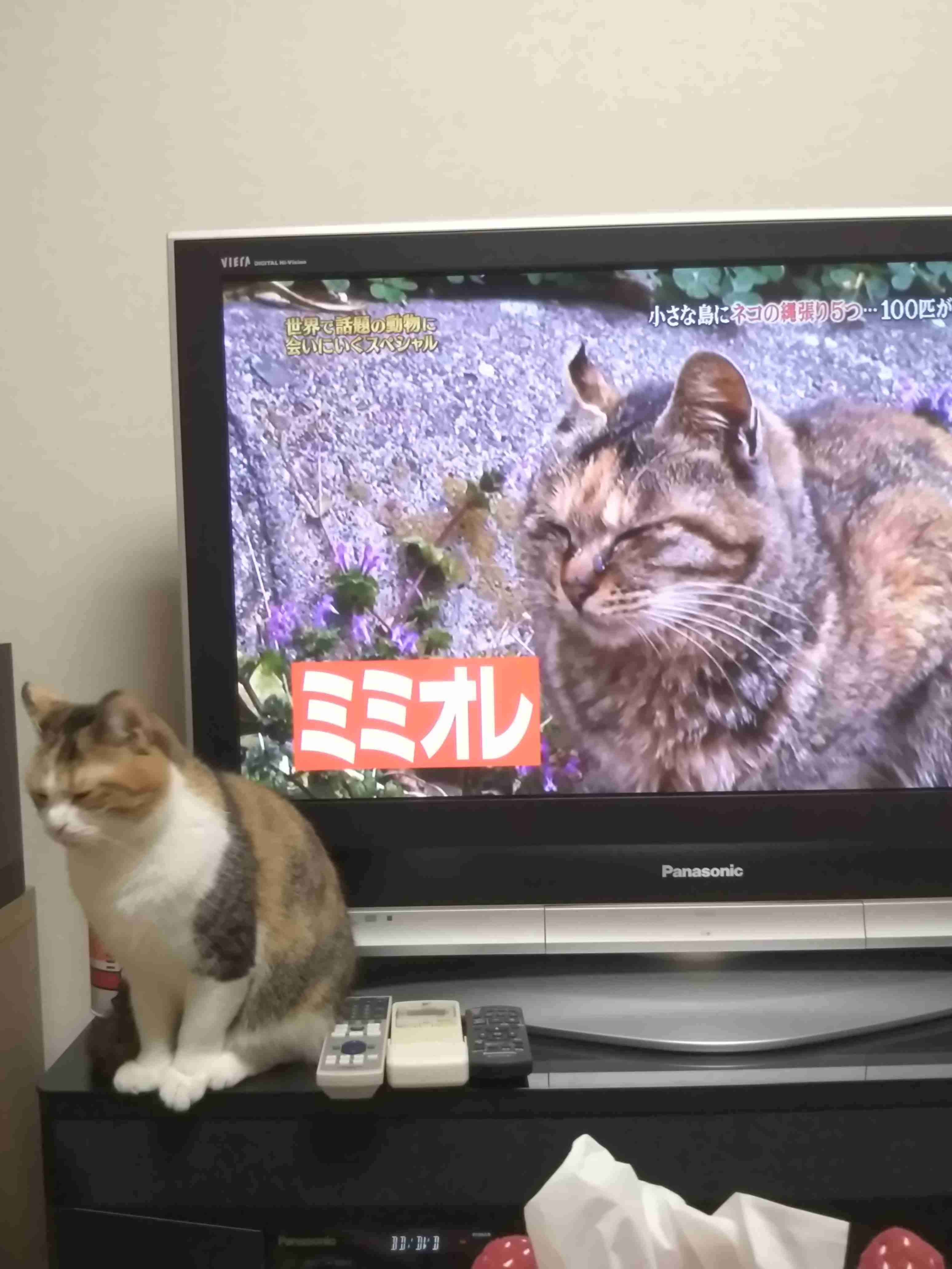 ガルちゃん猫カフェ15号店開店しました♪（初めての方も大歓迎！） 