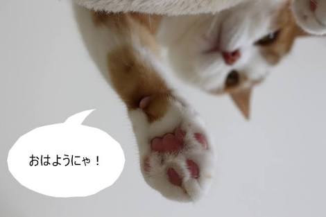 ガルちゃん猫カフェ15号店開店しました♪（初めての方も大歓迎！） 
