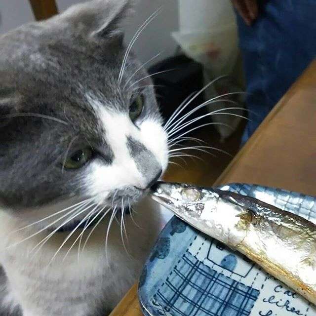 ガルちゃん猫カフェ15号店開店しました♪（初めての方も大歓迎！） 