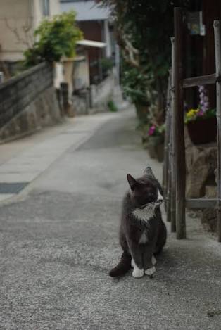 ガルちゃん猫カフェ15号店開店しました♪（初めての方も大歓迎！） 