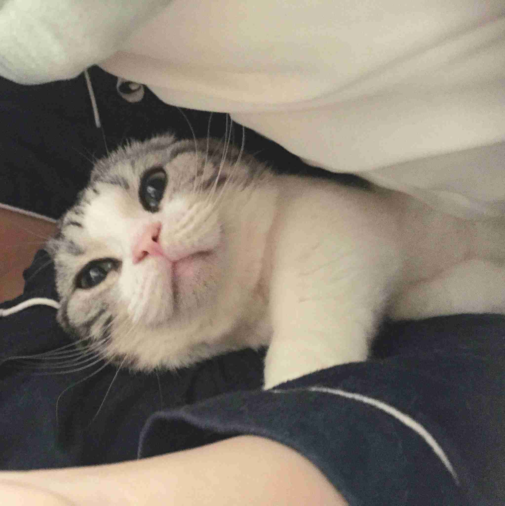 ガルちゃん猫カフェ15号店開店しました♪（初めての方も大歓迎！） 