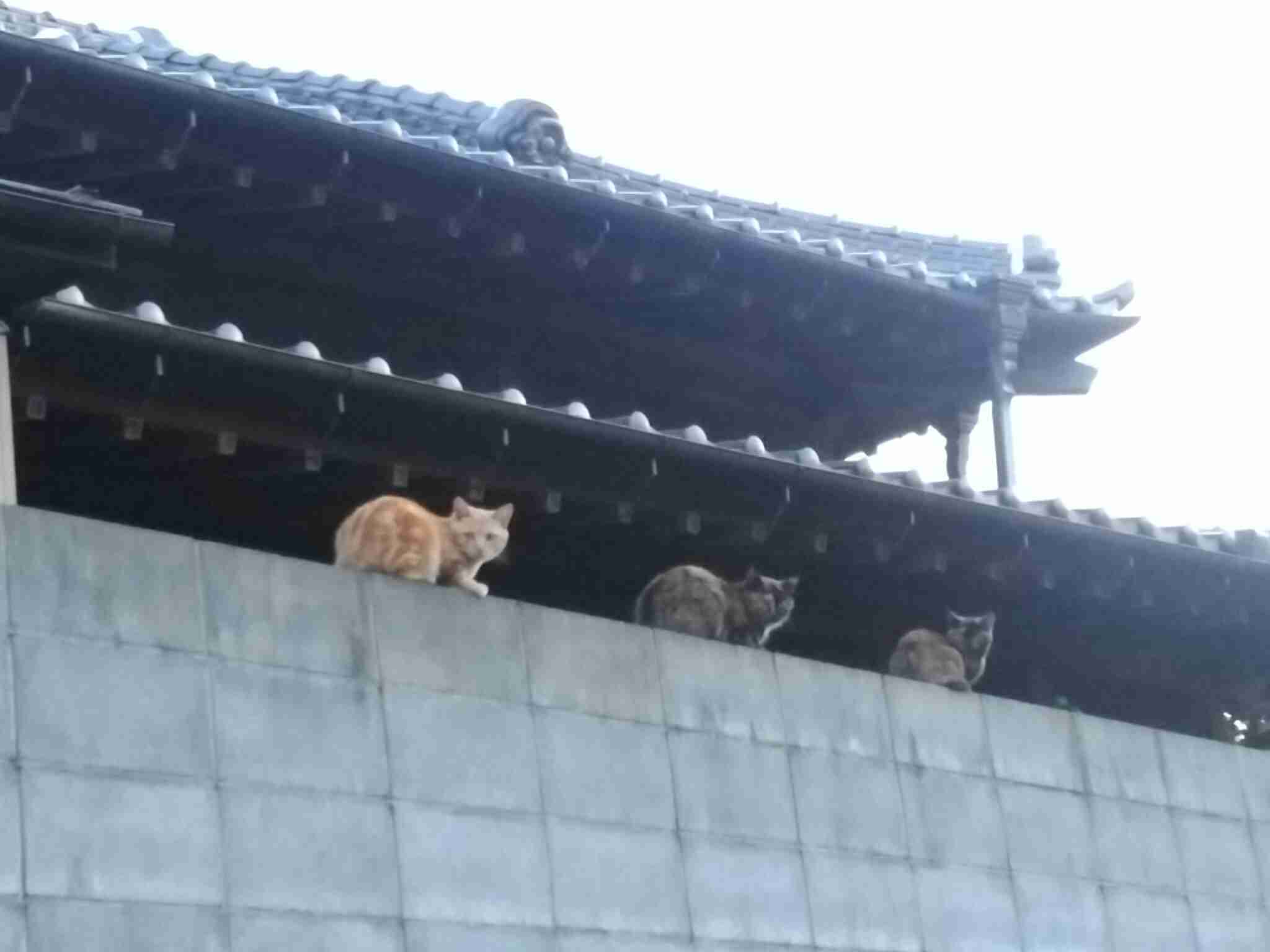 ガルちゃん猫カフェ15号店開店しました♪（初めての方も大歓迎！） 