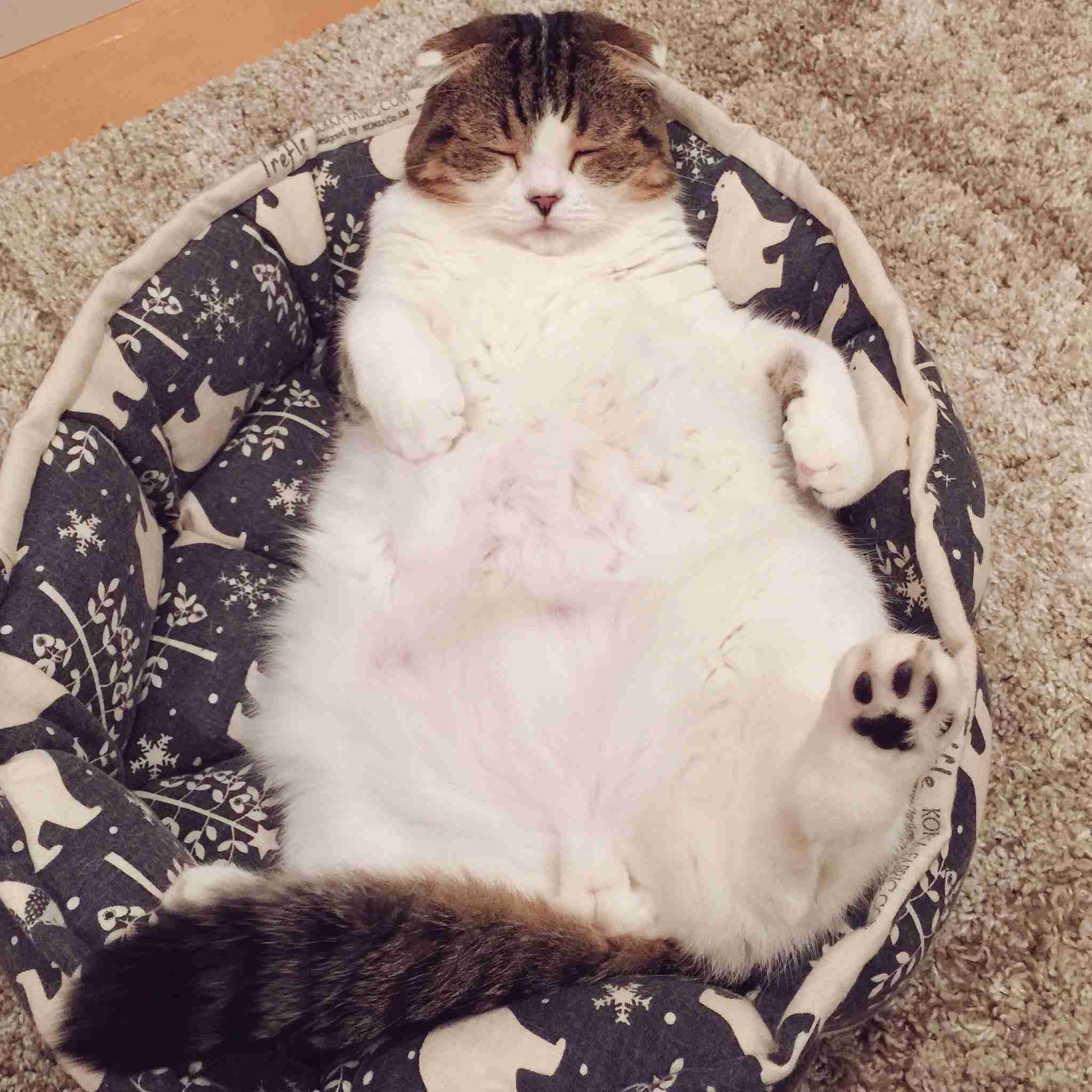 ガルちゃん猫カフェ15号店開店しました♪（初めての方も大歓迎！） 