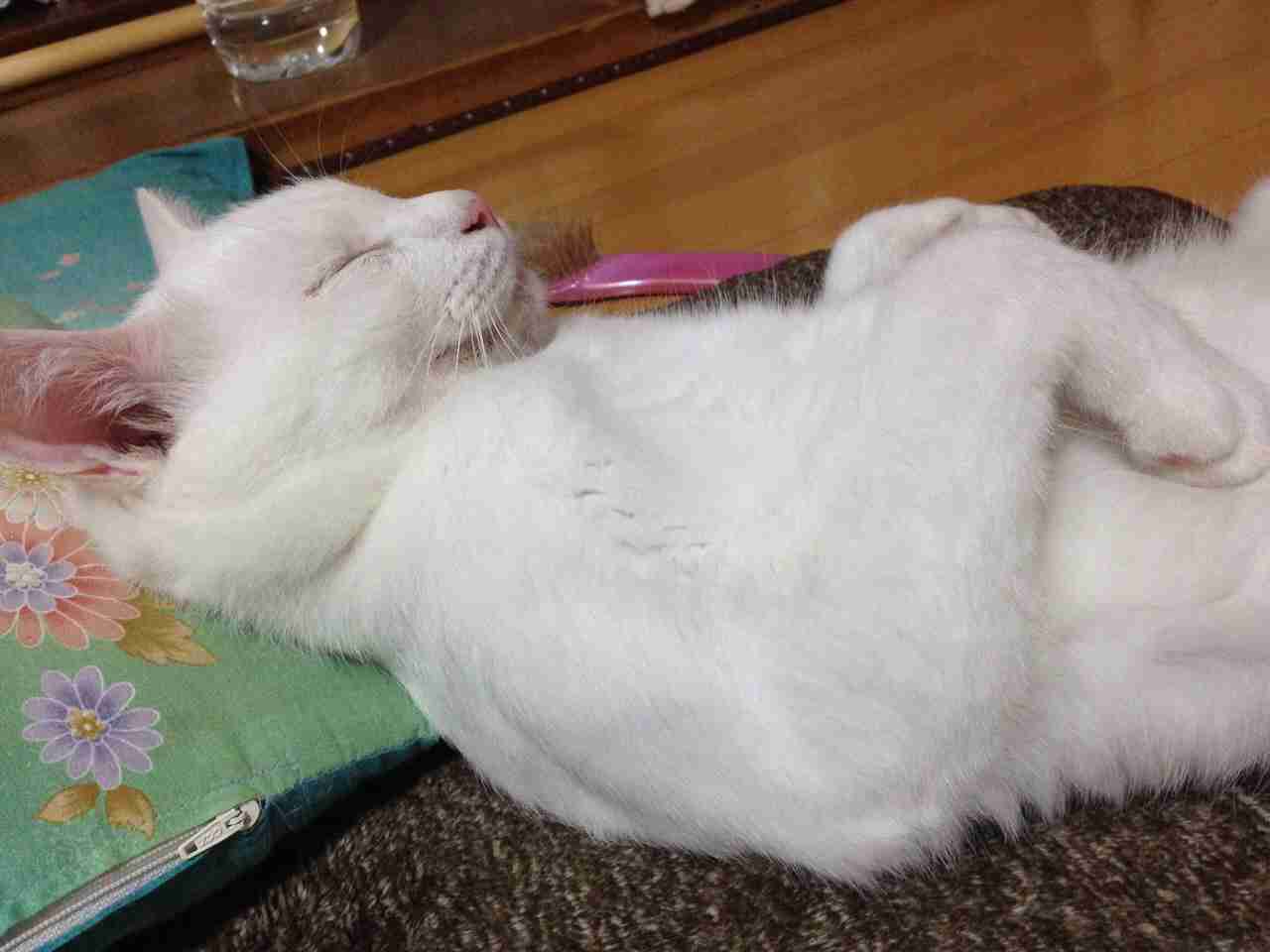 ガルちゃん猫カフェ15号店開店しました♪（初めての方も大歓迎！） 