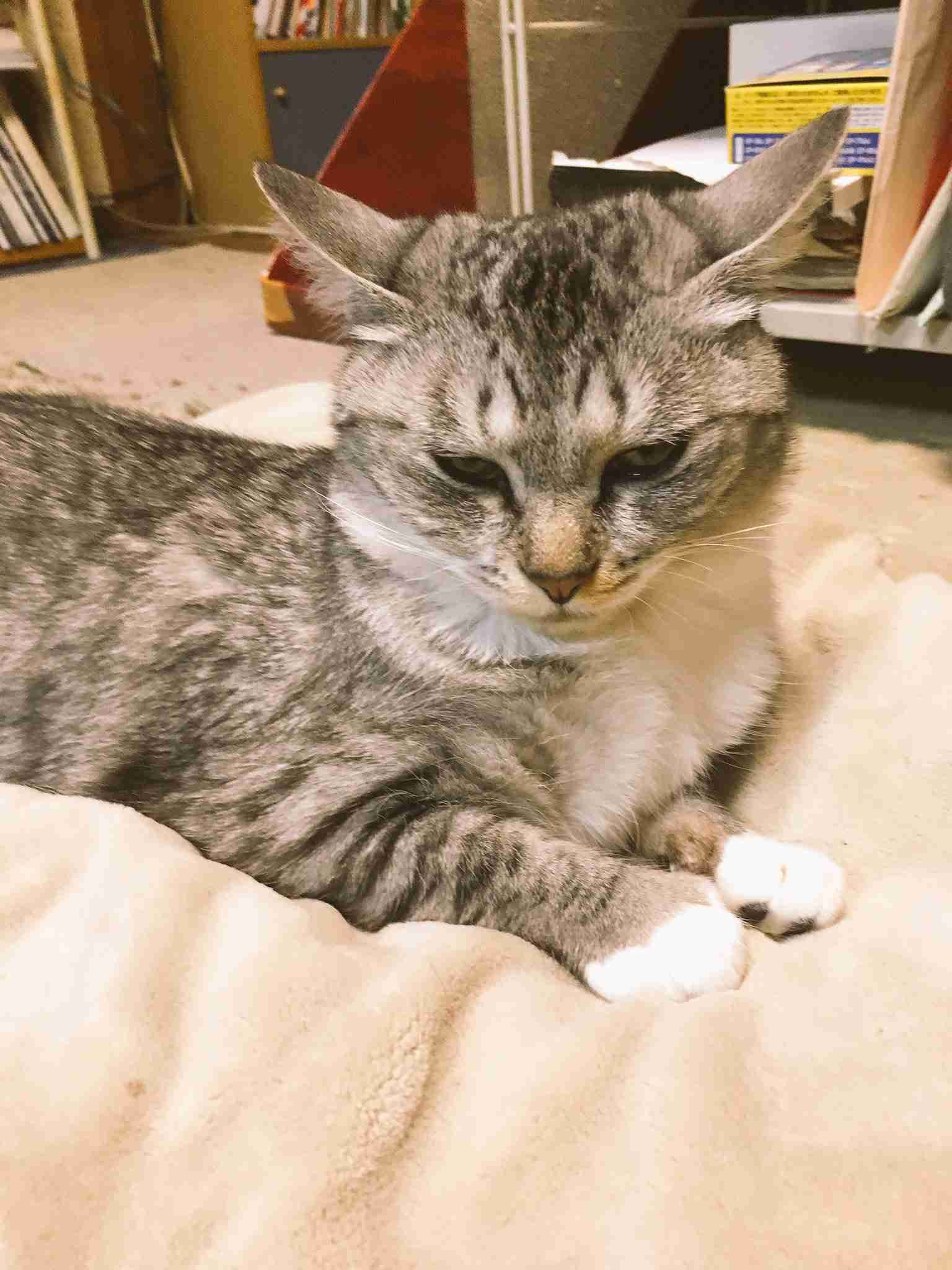 ガルちゃん猫カフェ15号店開店しました♪（初めての方も大歓迎！） 