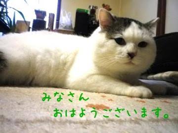 ガルちゃん猫カフェ15号店開店しました♪（初めての方も大歓迎！） 