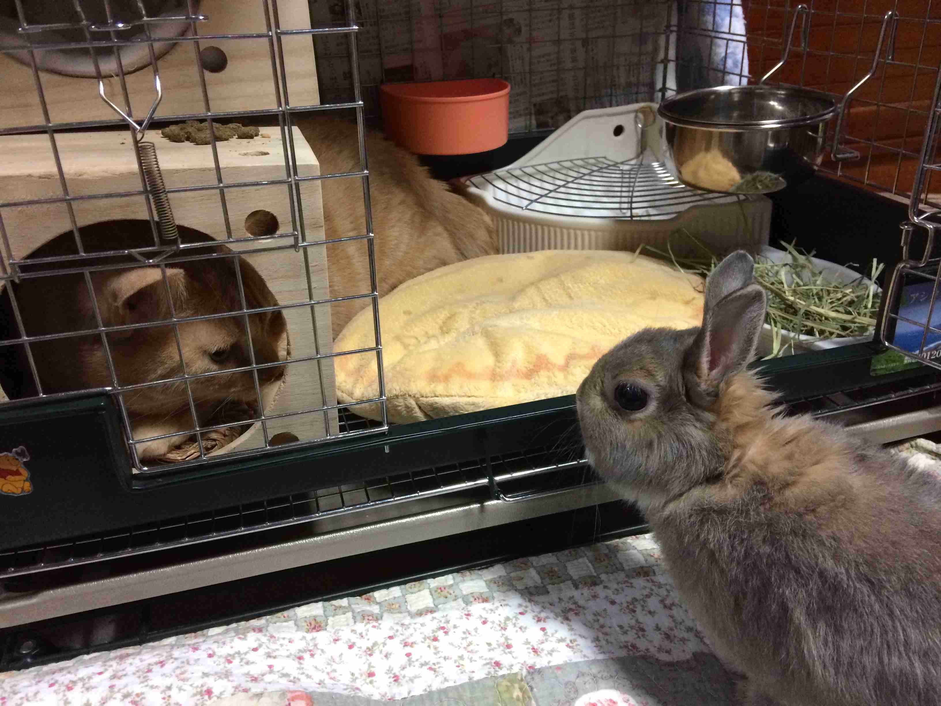 ガルちゃん猫カフェ15号店開店しました♪（初めての方も大歓迎！） 