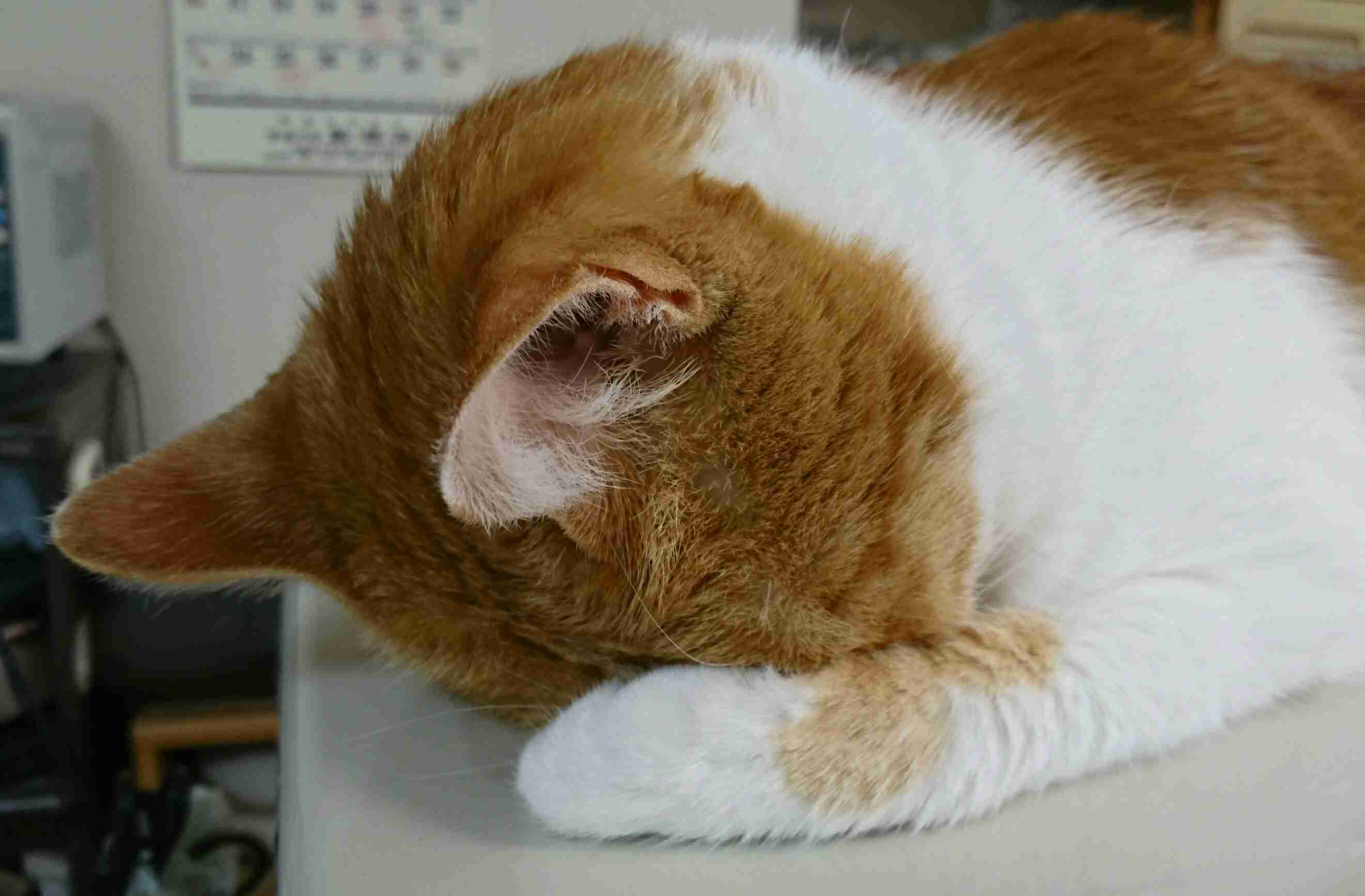 ガルちゃん猫カフェ15号店開店しました♪（初めての方も大歓迎！） 