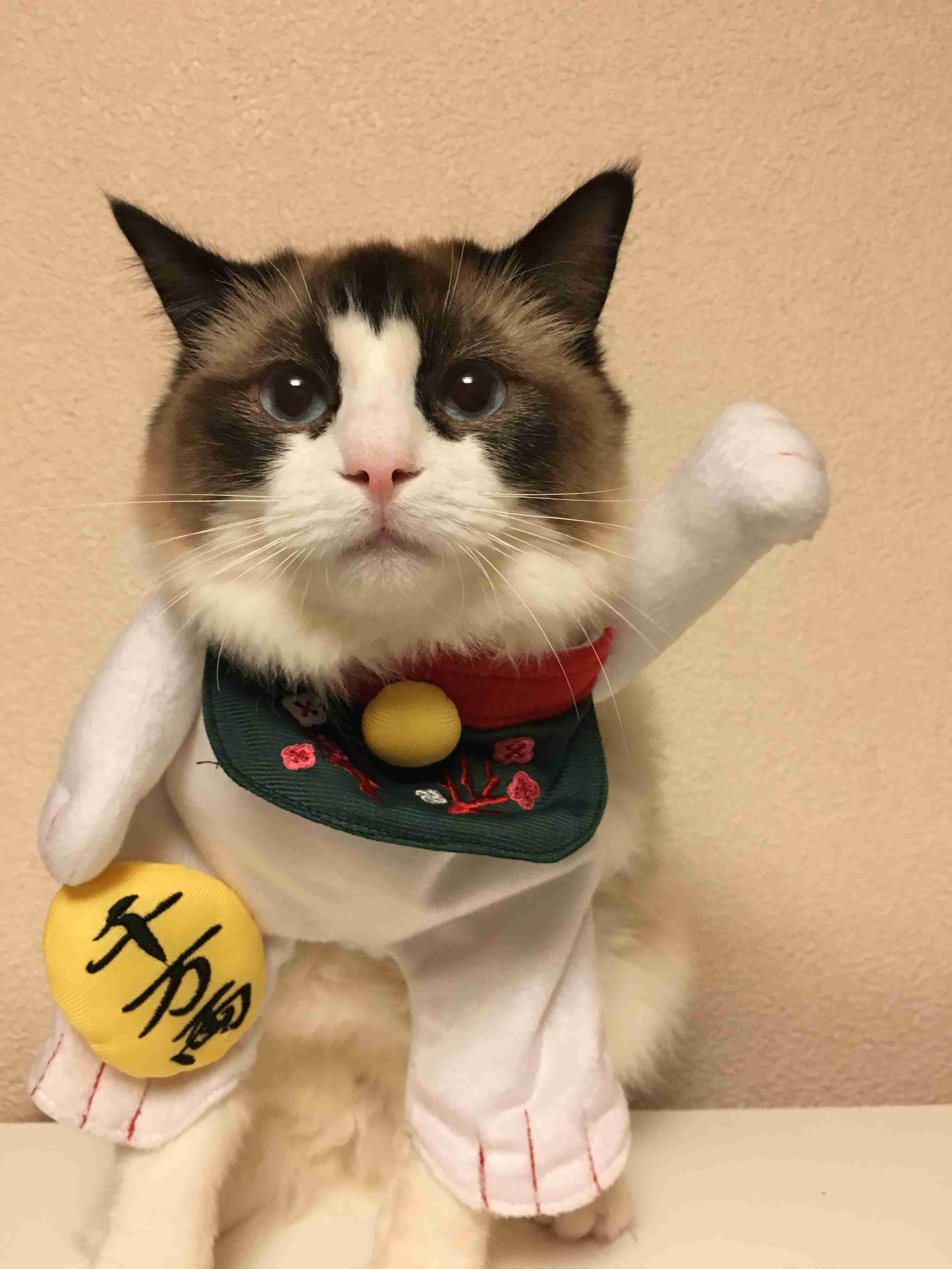 ガルちゃん猫カフェ15号店開店しました♪（初めての方も大歓迎！） 