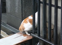 ガルちゃん猫カフェ15号店開店しました♪（初めての方も大歓迎！） 