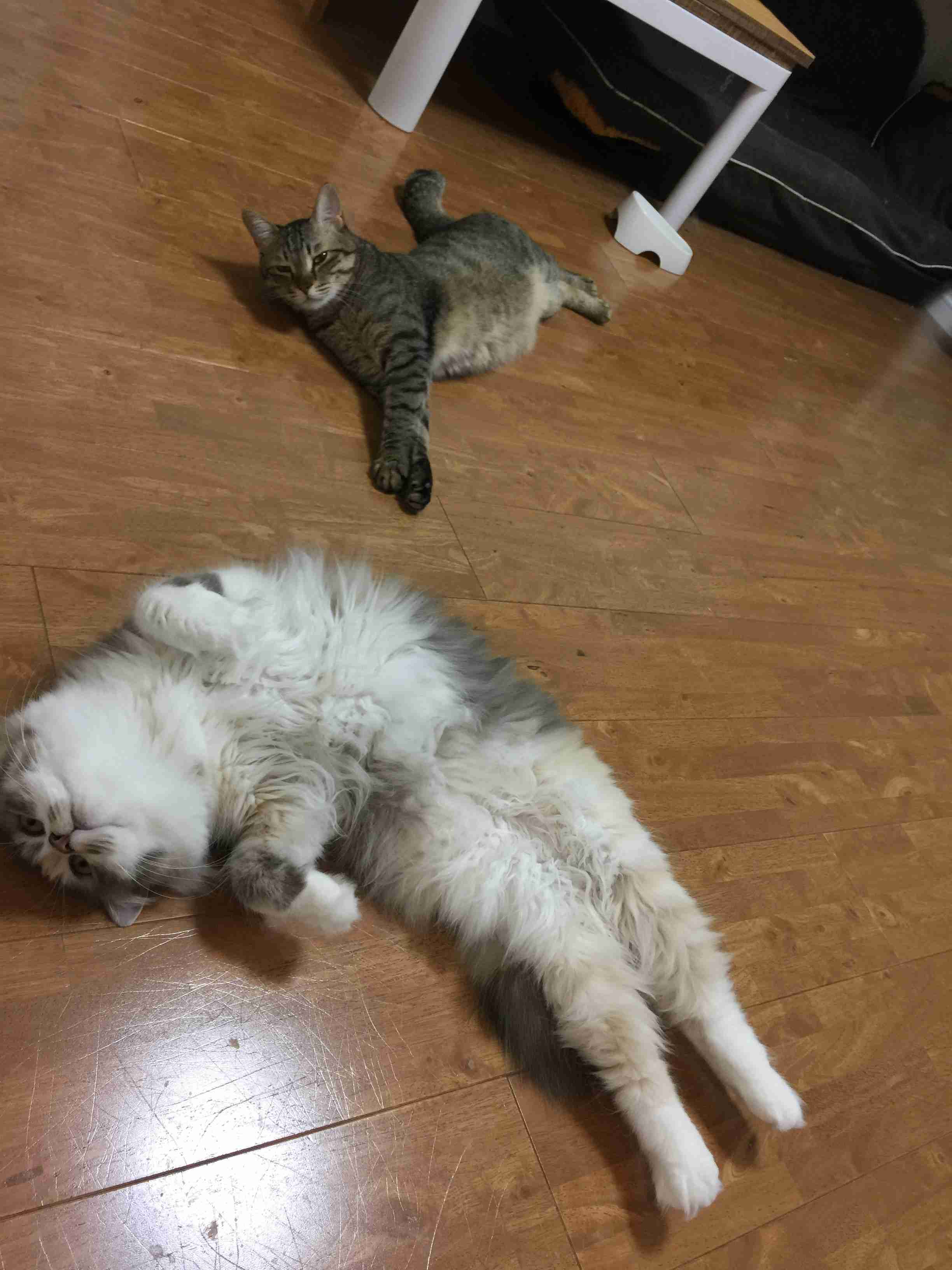 ガルちゃん猫カフェ15号店開店しました♪（初めての方も大歓迎！） 