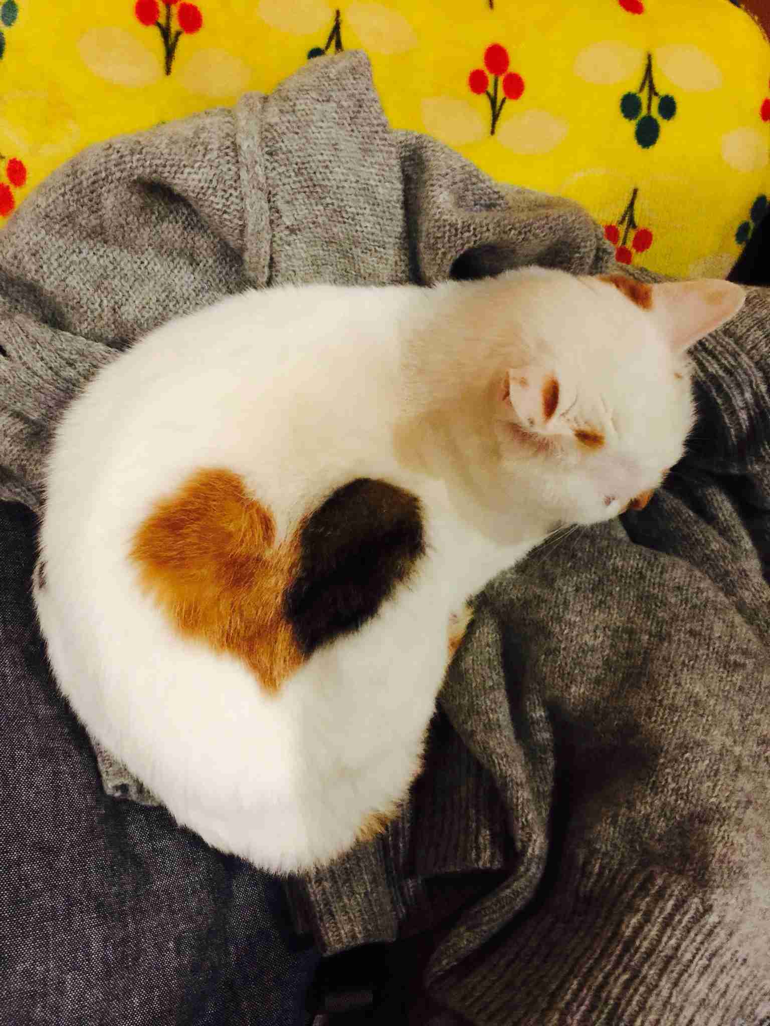 ガルちゃん猫カフェ15号店開店しました♪（初めての方も大歓迎！） 