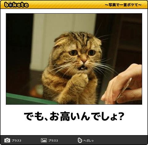 ガルちゃん猫カフェ15号店開店しました♪（初めての方も大歓迎！） 