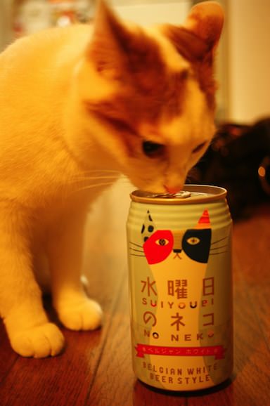 ガルちゃん猫カフェ15号店開店しました♪（初めての方も大歓迎！） 