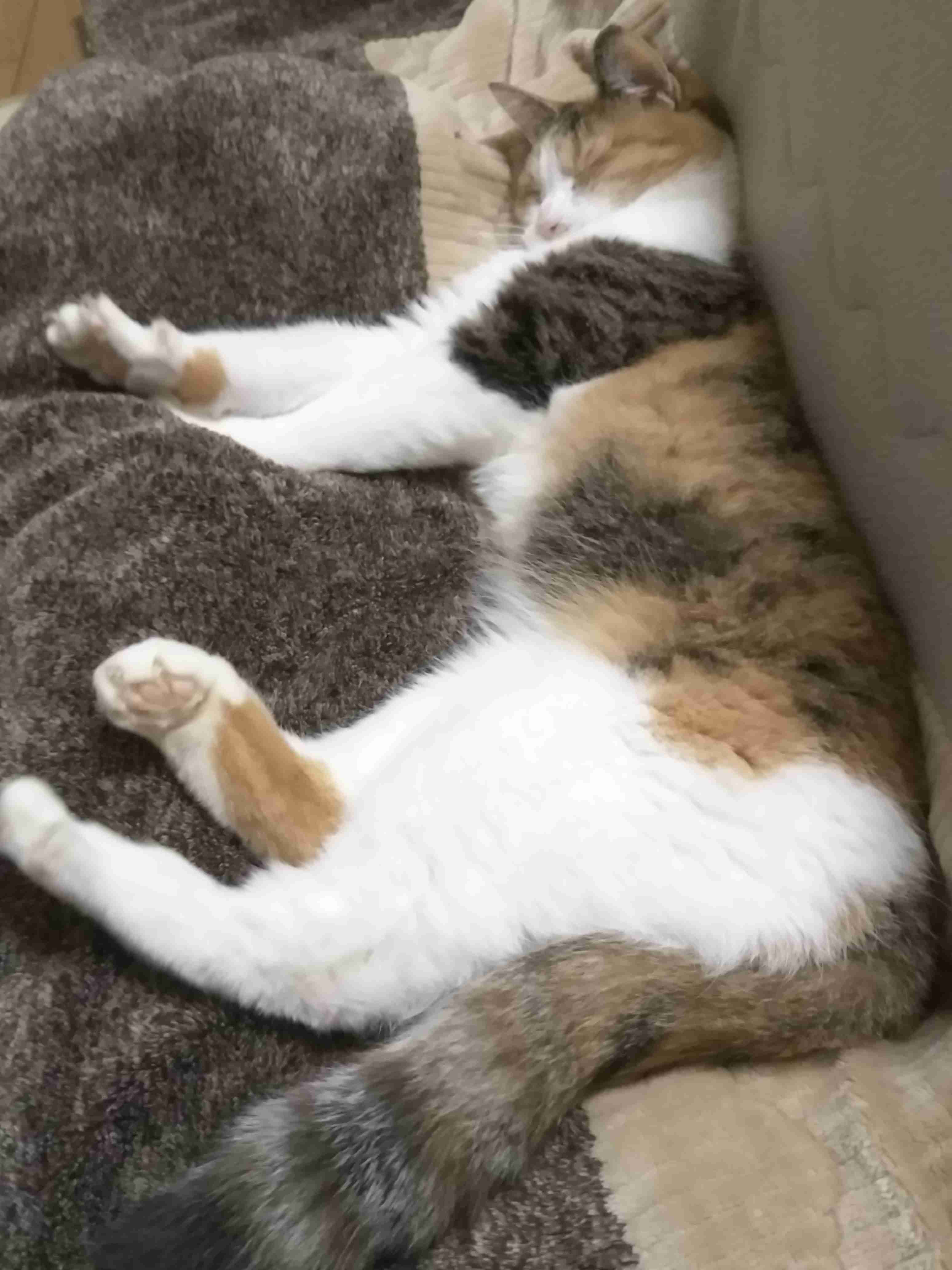 ガルちゃん猫カフェ15号店開店しました♪（初めての方も大歓迎！） 