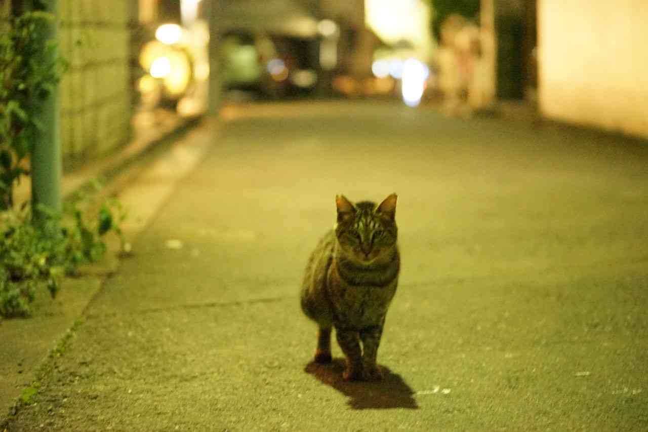 ガルちゃん猫カフェ15号店開店しました♪（初めての方も大歓迎！） 