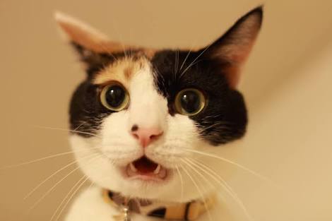 ガルちゃん猫カフェ15号店開店しました♪（初めての方も大歓迎！） 