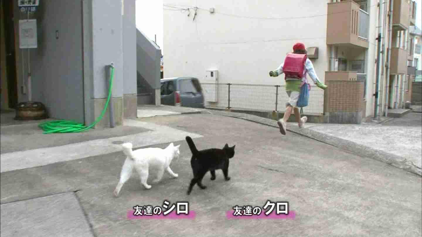 ガルちゃん猫カフェ15号店開店しました♪（初めての方も大歓迎！） 