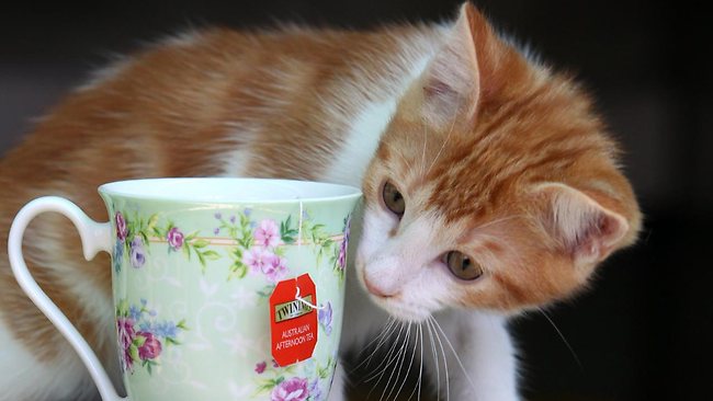 ガルちゃん猫カフェ15号店開店しました♪（初めての方も大歓迎！） 