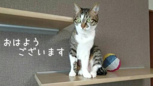 ガルちゃん猫カフェ15号店開店しました♪（初めての方も大歓迎！） 