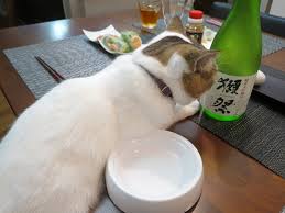 ガルちゃん猫カフェ15号店開店しました♪（初めての方も大歓迎！） 