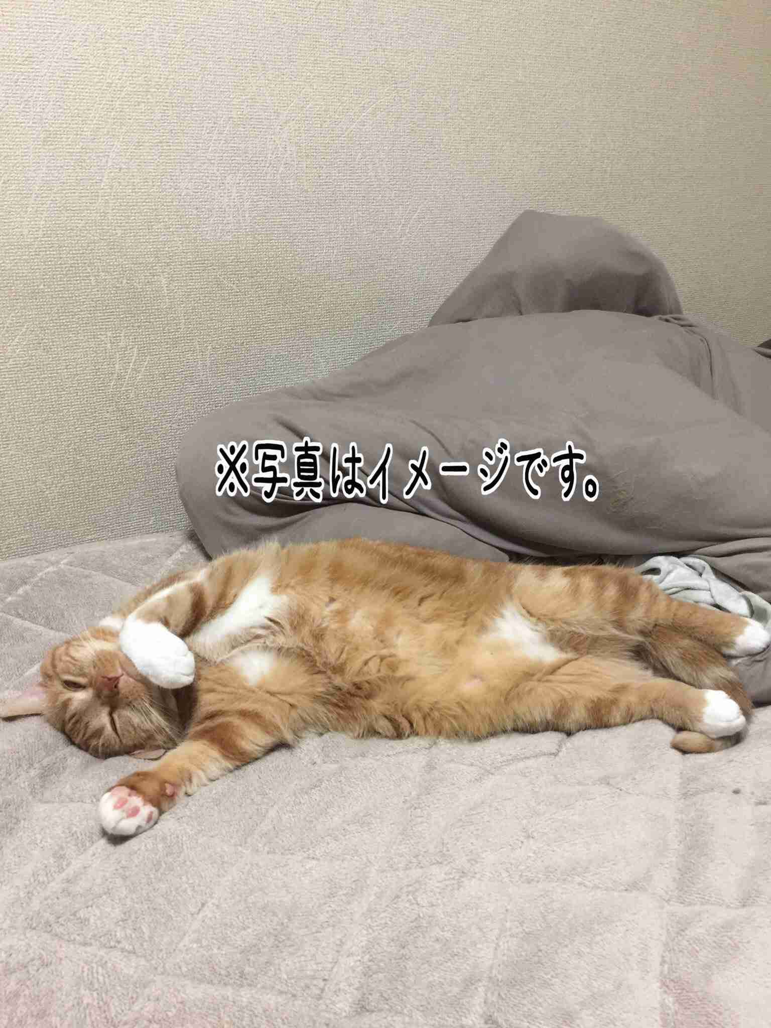 ガルちゃん猫カフェ15号店開店しました♪（初めての方も大歓迎！） 