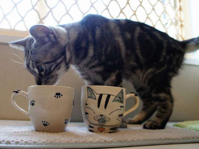 ガルちゃん猫カフェ15号店開店しました♪（初めての方も大歓迎！） 