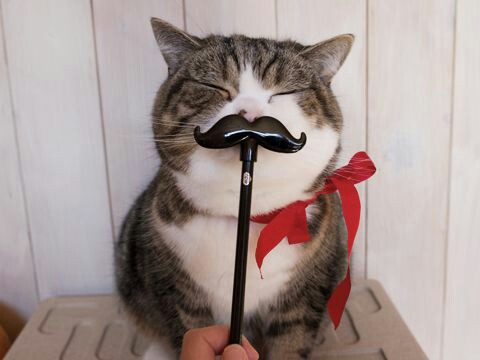 ガルちゃん猫カフェ15号店開店しました♪（初めての方も大歓迎！） 