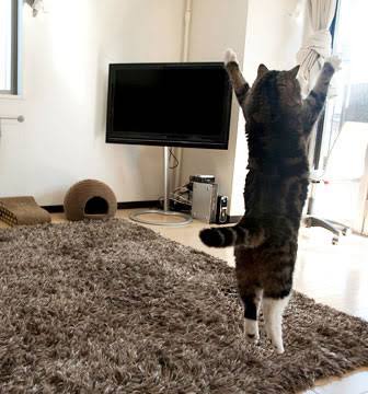 ガルちゃん猫カフェ15号店開店しました♪（初めての方も大歓迎！） 