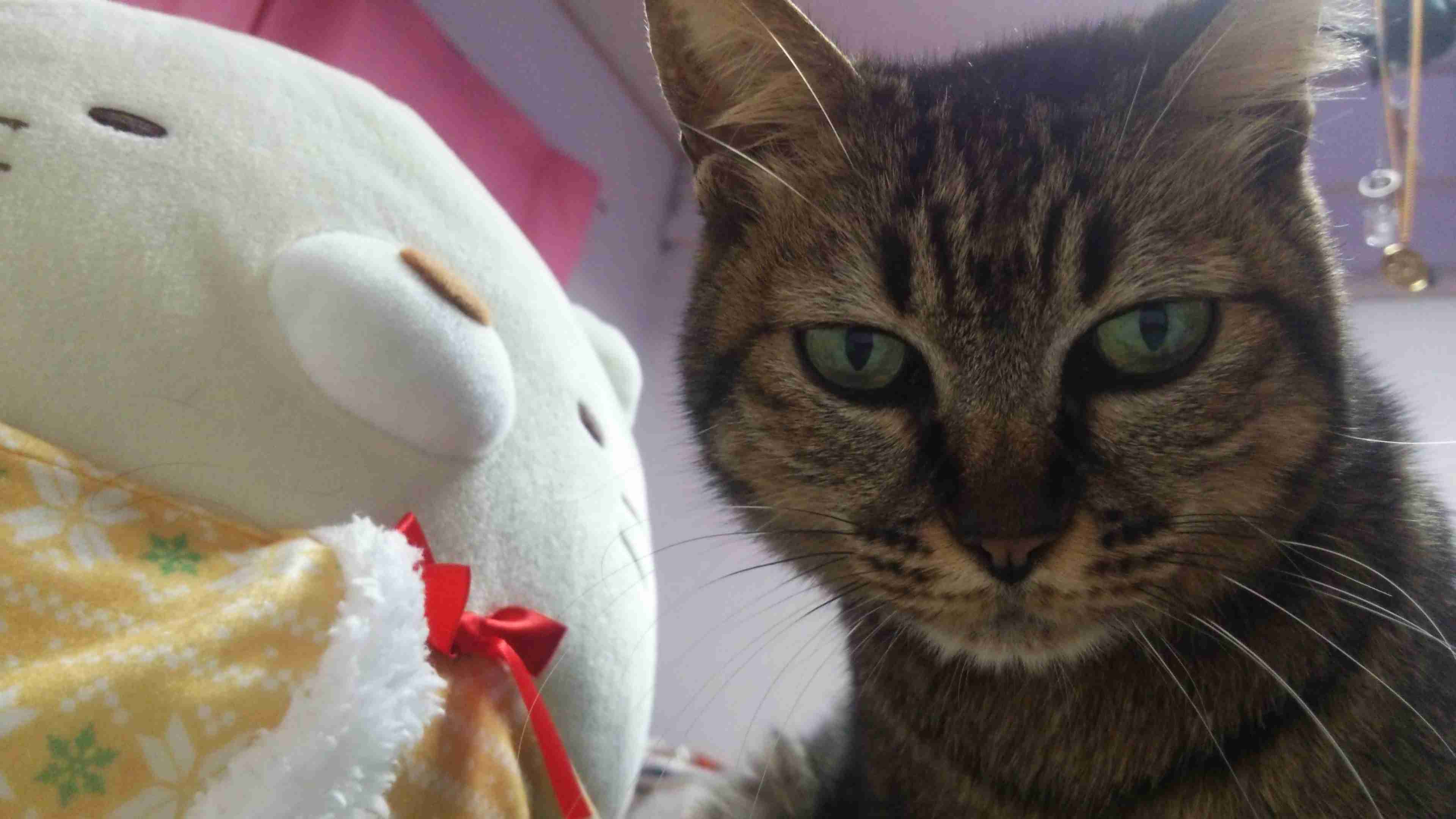 ガルちゃん猫カフェ15号店開店しました♪（初めての方も大歓迎！） 