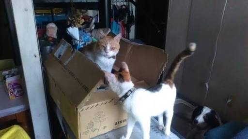 ガルちゃん猫カフェ15号店開店しました♪（初めての方も大歓迎！） 