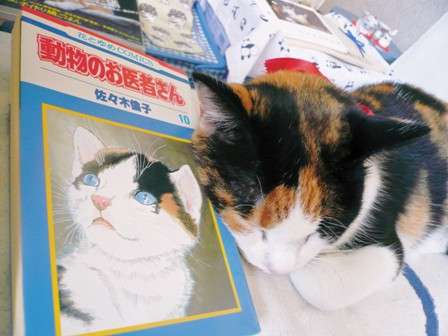 ガルちゃん猫カフェ15号店開店しました♪（初めての方も大歓迎！） 
