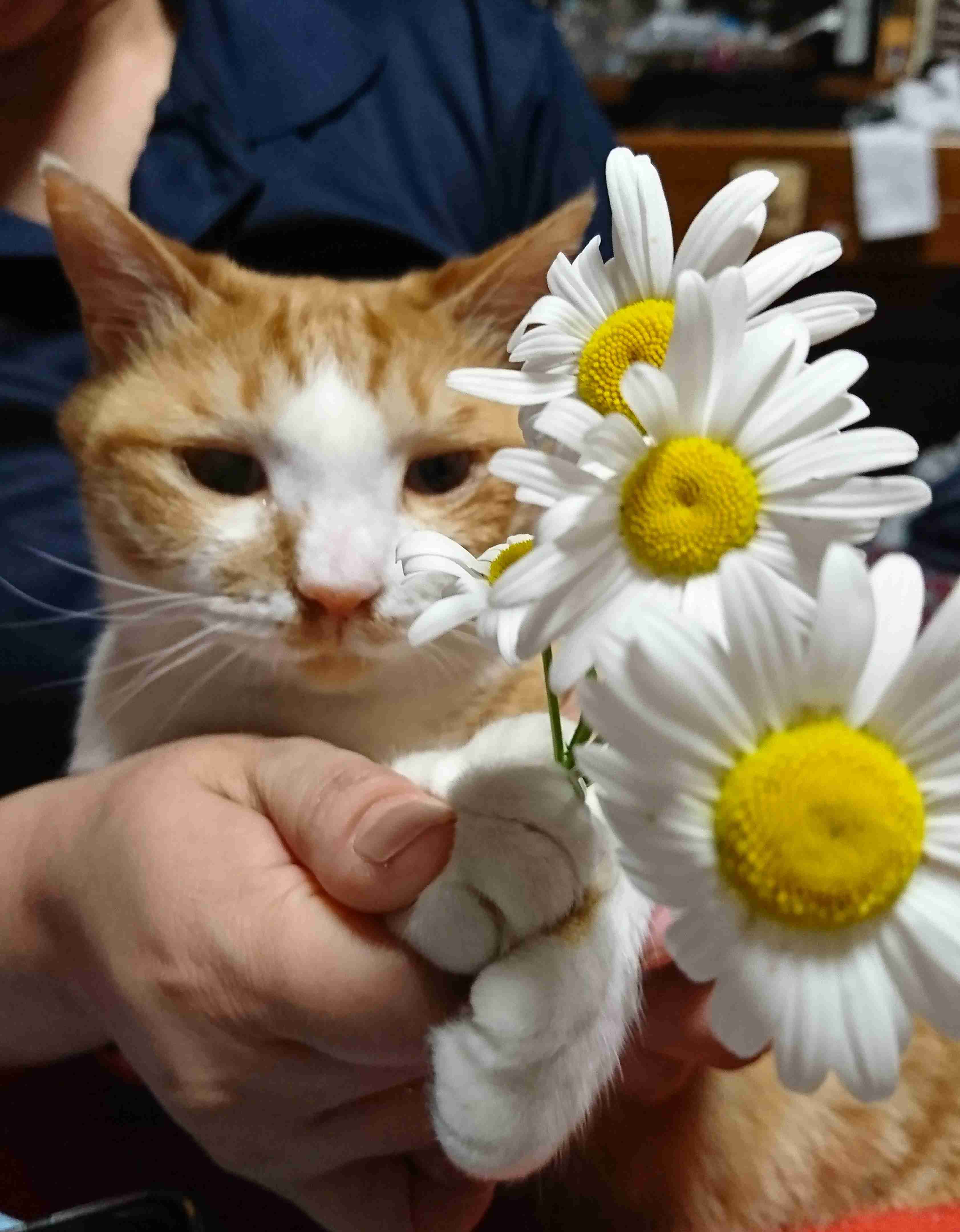 ガルちゃん猫カフェ15号店開店しました♪（初めての方も大歓迎！） 