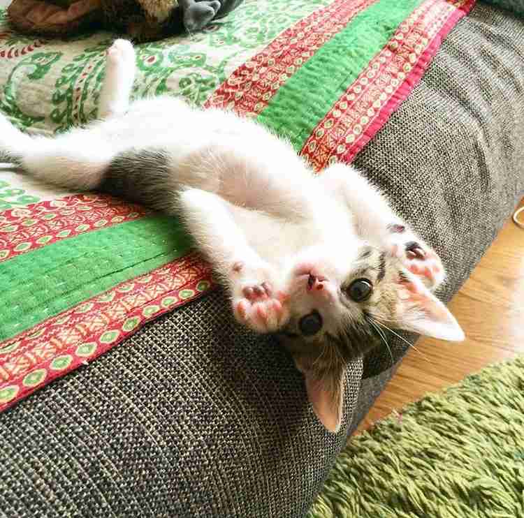 ガルちゃん猫カフェ15号店開店しました♪（初めての方も大歓迎！） 